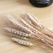 Dried Wheat Stalks 100Pcs Dried Wheat Sheaves Rustic Natural Ears of Wheat Natural Wheat Decor for Home Farmhouse Fireplace Wedding Party and Table/523 - Buy Online on GoSupps.com