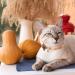 TAILGOO Breakaway Cat Collars with Bell - 3 Pack for Kittens, Puppies, and Tiny Pets - Thanksgiving, Christmas, Pumpkin Design - Buy Online on GoSupps.com