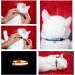 Maiyaduo Adjustable Cat Neck Band with Bell Reflective Fluorescent & Quick Lock Safety Buckle for Domestic Cats - Buy Online on GoSupps.com
