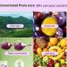 Prune Lotus Leaf Juice Prune Juice Organic Prunus Lotus Leaf Juice Solid Drink Jelly Dietary Fiber Prunus Juice (3PCS) - Buy Online on GoSupps.com
