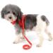 Zunea No Pull Dog Harness for Small Dog Reflective Breathable Soft Mesh Padded Step-in Vest Harness Leash Set Puppy Girl Dog Cat Lead for Daily Walking Running Training - (Red S) S (Pack of 1) red - Buy Online on GoSupps.com