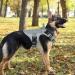 Rabbitgoo No Pull Dog Harness for Medium/Large Dogs - Tactical Military Safety Vest with Handle & Metal Buckle Adjustable Padded Design - Gray (1 Pack) - Buy Online on GoSupps.com