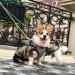 Buy Waterproof Dog Vest & Coat - Warm Winter Harness in 9 Colors | Soft Camouflage Options - Buy Online on GoSupps.com