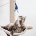 Molain 12Pcs/Set Cat Feather Toys Replacement Cat Wand 6 Worm Refills+5 Natural Feather Teaser Refills+1 Cat Teaser Wand Interactive Teaser Toy for Indoor Cats Kittens 12pcs Cat Feather Toys - Buy Online on GoSupps.com