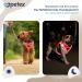 Petex Dog Harness for Small & Medium Dogs - TUV Tested Made in Europe - Breathable Reflective Air Mesh Design - Neon Pink 3XS - Perfect for Puppies - Buy Online on GoSupps.com