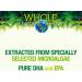 Whole Earth Sea Marine DHA Omega-3 30 Vegetarian Softgels - Essential Vegan Omega-3 Supplement - Buy Online on GoSupps.com