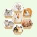 VERTUPET Guinea Pig Hideaway Bed House - Small Animal Hideout Toy for Rabbits, Chinchillas, Hamsters - Sturdy Cage Accessory - Green (Medium) - Buy Online on GoSupps.com