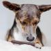 Bellfor Natural Dental Care for Dogs - Tartar Control Sticks Easy Dosage & Digestibility 100g - Suitable for All Breeds - Buy Online on GoSupps.com