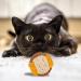 6 Pack Cat Toy Ball Cat Sisal Balls Toys for Indoor Cats Interactive Durable Pet Cat Ball with Bells Animal Pet Games Supplies (Random Color) - Buy Online on GoSupps.com