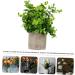 TOPBATHY Home Decor 5 Pcs Simulated Potted Plant Small Pulp Potted Plants Eucalyptus Small Greenery Decor As Shownx5pcs 22x8cmx5pcs - Buy Online on GoSupps.com