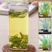 YanHouTang Organic Peppermint Tea Loose Leaf Herbal Tea Calm and Refreshing Mint Tea Healthy & Caffeine Free Expelling Wind and Clearing Away Heat 225g - Buy Online on GoSupps.com