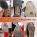 ZiftMART Crystal Clear Sole Sticker Protector for Red Bottom Heels - 4pcs - Buy Online on GoSupps.com
