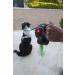 Flexi attachment LED Lighting System Black for dog walking - Buy Online on GoSupps.com