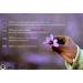 Premium Bloom Saffron - 100g Top Category I Threads | International Shipping - Buy Online on GoSupps.com
