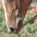 Classic Equine Sherry Cervi Diamond Shank Gag Barrel Bit | Twisted Wire | Short Shank - Buy Online on GoSupps.com