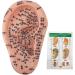 Buy Ear Acupuncture Display Model - Clear Point Visibility for Study Presentations | International Shipping Available - Buy Online on GoSupps.com