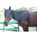Leberna Lycra Stretch Horse Hood with Zipper - Full Face Neck Cover - XL Black | Ultimate Comfort & Protection for Horses - Buy Online on GoSupps.com