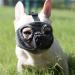 Jyhy muzzle for dogs with a flattened snout-adjustable breathable: English bulldog French bulldog Beijingese shih-ztu pug also suitable for cats.Gray (the eyes) XL XL (46-64cm) gray (the eyes)