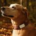 Custom Engraved Stainless Steel Slide-On Pet ID Tags - 2 Pack, Large Silver - Buy Online on GoSupps.com