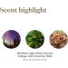 Young Living Christmas Spirit Essential Oil Blend - Festive 5 ml Warm & Spicy Scent - Buy Online on GoSupps.com