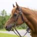 Tahoe Tack Double Layer Nylon Headstall with Reins - Pink Full Size - Buy Online on GoSupps.com