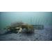 AirFly Custom Crab Snare - Professional Grade Crabbing Tool - Buy Online on GoSupps.com