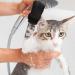 4 Pieces Cat Claw Covers - Breathable Mesh Paw Caps for Scratch Protection & Fur Care - Buy Online on GoSupps.com