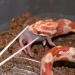 lasuroa Reptile Feeding Tongs 14.5in Snake Feeding Tongs Anti-Slip Corn Ball Python Accessories for Terrarium Extra Long Tweezers for Snake Tortoise Lizard Frog Spider - Buy Online on GoSupps.com