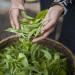 Palais des Th s SENCHA ARIAKE Th vert du Japon Notes Iod es et V g tales Boite M tal 100g - Buy Online on GoSupps.com