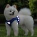 Buy Reflective Soft Padded Dog Harness & Cat Dishes for Small Dogs - Air-Mesh Breast Harness (M: 35-39cm) - Blue | International Shipping Available - Buy Online on GoSupps.com