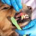 Balacoo Pet Dog Toothbrush- 1 Set Pet Double- Head Toothbrush Cat and Dog Handle Toothbrushes Toothpaste for Dogs Cats and Most Pet - Buy Online on GoSupps.com