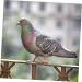 400 Pcs Pigeon Foot Ring Pigeon Supplies Number Baby 1X0.5cmx2pcs Colorfulx2pcs - Buy Online on GoSupps.com