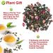 Plant Gift (Cherry Blossom OolongTea) - Buy Online on GoSupps.com