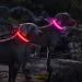 Buy Waterproof Luminous Dog Collar - Adjustable LED Flashing Light for Small & Medium Dogs | Enhanced Night Visibility (Red 28-40cm) - Buy Online on GoSupps.com