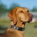 Heele Adjustable Dog Collar for All Sizes - Comfortable Durable & Stylish Patterned Collars for Small Medium Large Dogs - Black (40.5-65cm 2.5cm Width) - Buy Online on GoSupps.com