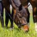 Marengos Soft Bitless Leather Bridle & Reins for Warmbloods | Anatomically Shaped Neck Piece | Premium Horse Accessories in Black - Buy Online on GoSupps.com