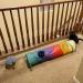 PAOPO 2-Way Collapsible Cat Tunnel Toy with Peek Hole and Ball - Interactive Cat Tube for Indoor Cats, Kittens, and Puppies - Perfect for Play and Chase - Buy Online on GoSupps.com