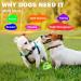Buy Dauchgoe 3.46 Interactive Dog Ball Toy - Durable Water-Resistant Teeth Training Ball for Small & Medium Dogs - Ideal for Playtime - Buy Online on GoSupps.com