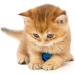 20 Pcs 2 Inch Cat Sparkle Balls Toy for Kittens and Cats - Interactive Exercise and Play Balls for Chasing - Buy Online on GoSupps.com