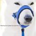 Dog Head Collar No-Pull Dog Collar Durable Training Dog Collar Head Halter Collar for Dog Stops Heavy Pulling and Easy Control on Walks Adjustable(3 Color/4 Sizes) (M Blue) M Blue - Buy Online on GoSupps.com