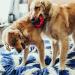 Shop Kong Ring for Small/Medium Dogs - Durable & Fun Chew Toy | International Shipping - Buy Online on GoSupps.com