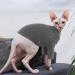 Buy Pumyporeity Sphynx Hairless Cat Cotton Clothes | Cute Turtleneck Sweater | Breathable XL T-Shirt & Vest for Kittens - Soft Clothing in Black - Buy Online on GoSupps.com