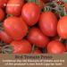 Seggiano Tomato Pesto 200g - Vegan, GMO-Free, Gluten-Free, Wheat-Free, Raw - Ideal for Coeliacs, Vegetarians, Product of Sicily - Perfect Pasta Sauce - Buy Online on GoSupps.com