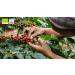 CAFES GUILIS FROM 1928 LOVERS OF COFFEE Organic coffee in organic beans Arabica Organic farming. Artisanal roast 2 kg - Buy Online on GoSupps.com