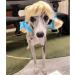 Buy Funny Dog & Cat Role Play Wigs | Halloween Christmas & Party Costumes for All Pets - Buy Online on GoSupps.com
