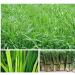 Lemonggrass 1.7oz.Lemongrass Plant Lemon Grass Lemon Grass Dried Citronella Grass - Buy Online on GoSupps.com