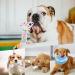 Minshuxi Dog Birthday Cake Toy - Plush Squeaky Bone & Interactive Pet Gift for Birthday Celebrations - Buy Online on GoSupps.com