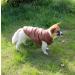 Buy Joydaog 2-Layer Fleece Lined Dog Jacket - Warm Windproof Extra Soft - Large Brown - Perfect for Winter & Cold Weather | International Shipping Available - Buy Online on GoSupps.com