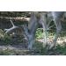 Whitetail Institute 30-06 Deer Mineral & Vitamin Supplement - Antler-Building Nutrition and Deer Attraction - 20 lbs - Buy Online on GoSupps.com