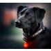 Buy LED Fluorescent Dog & Cat Collars - Red Luminaire Band with Battery | Precorn One Size - Ideal for Pets & More | International Shipping Available - Buy Online on GoSupps.com